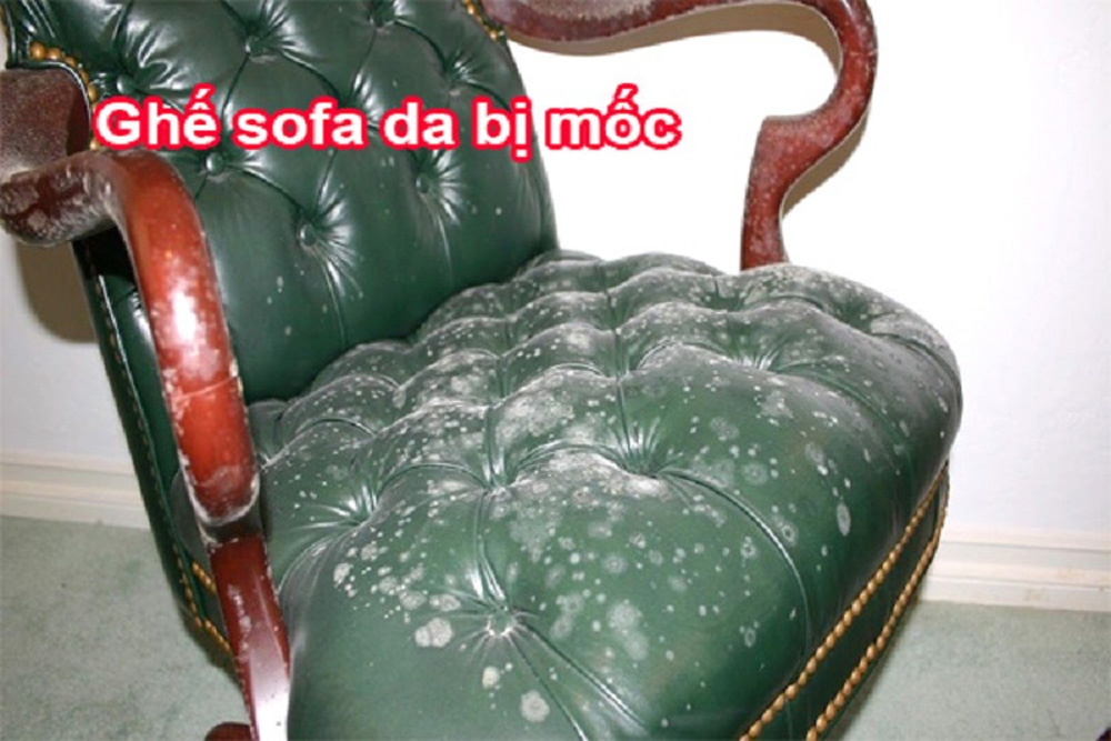 Tầm quan trọng của vệ sinh sofa da bị mốc